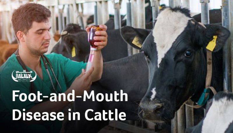 Foot-and-Mouth Disease in Cattle: Causes, Symptoms, and Prevention Methods